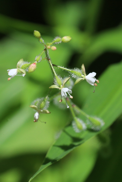 Circaea canadensis