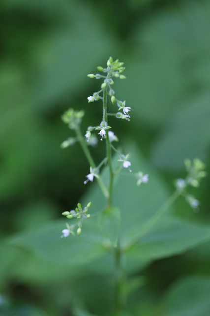 Circaea canadensis