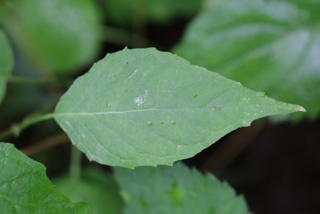 Circaea canadensis - leaves