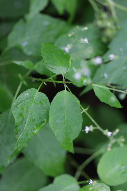 Circaea canadensis - leaves