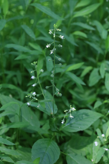 Circaea canadensis - plant