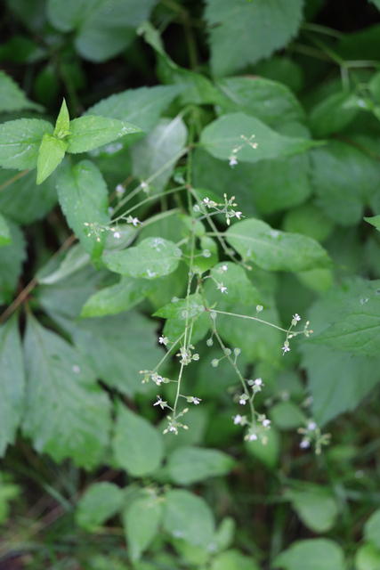 Circaea canadensis - plant