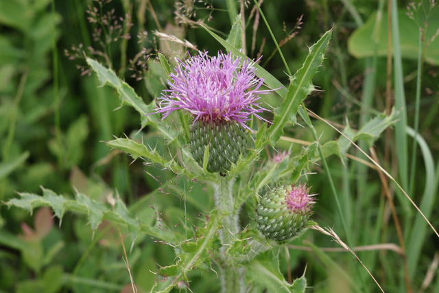 Cirsium pumilum