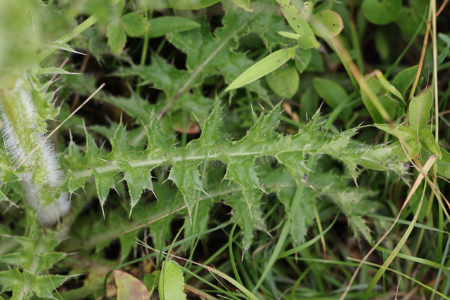 Cirsium pumilum - leaves