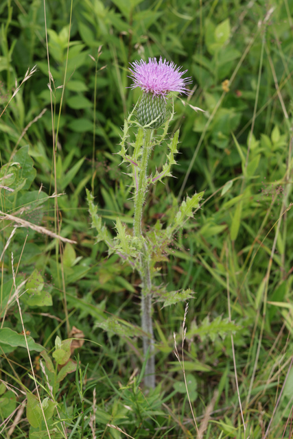 Cirsium pumilum - plant