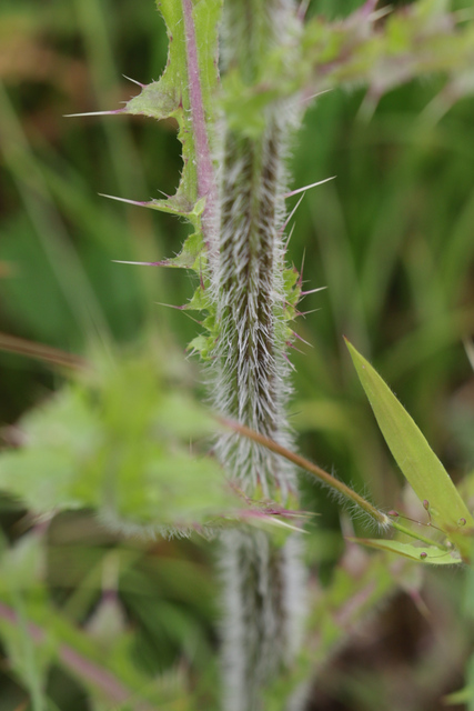 Cirsium pumilum - stem