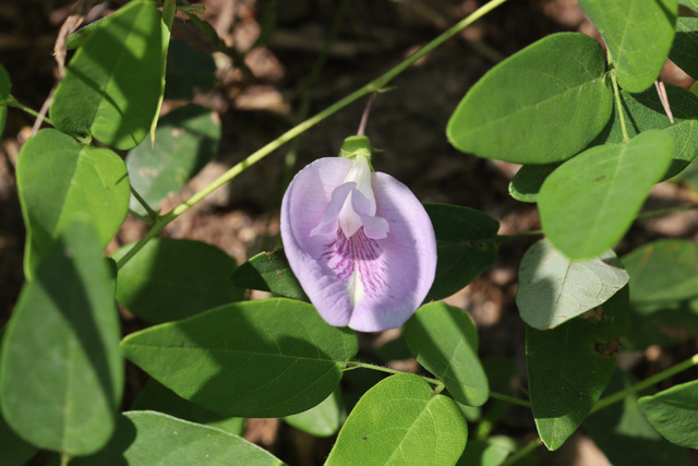 Clitoria mariana