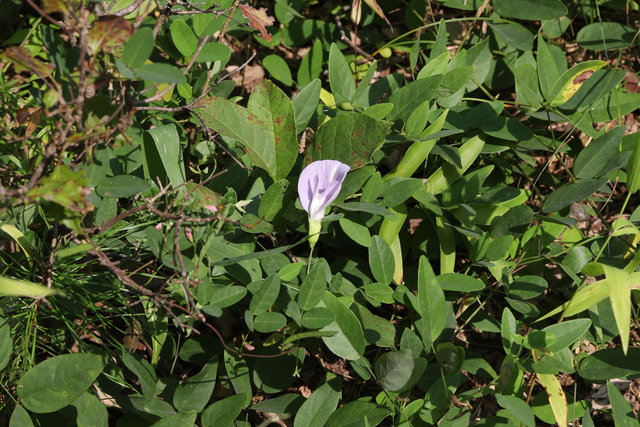 Clitoria mariana - plant