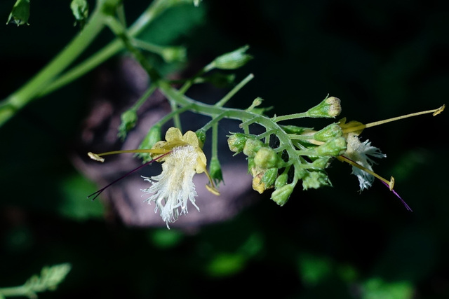 Collinsonia canadensis