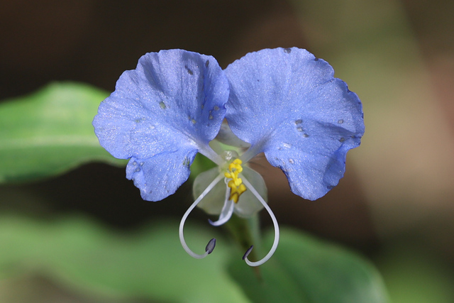 Commelina erecta