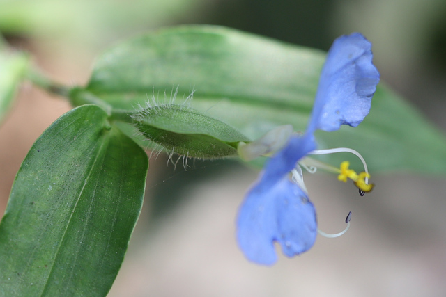 Commelina erecta