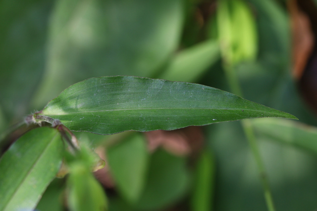 Commelina erecta - leaves