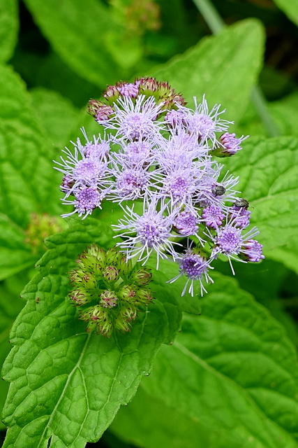 Conoclinium coelestinum