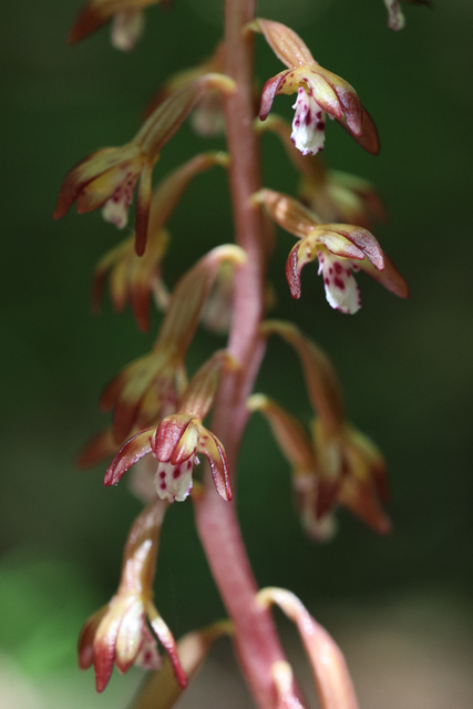 Corallorhiza maculata