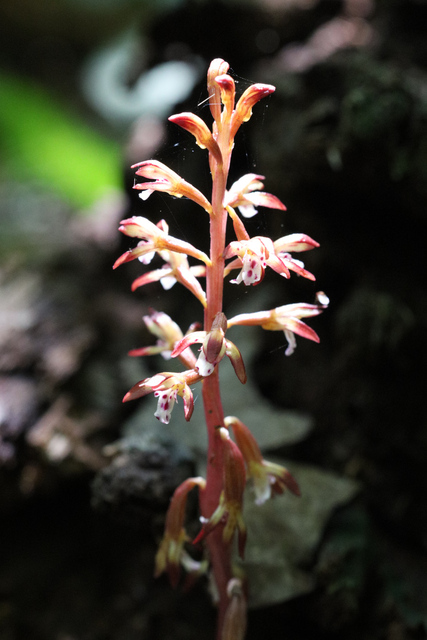 Corallorhiza maculata