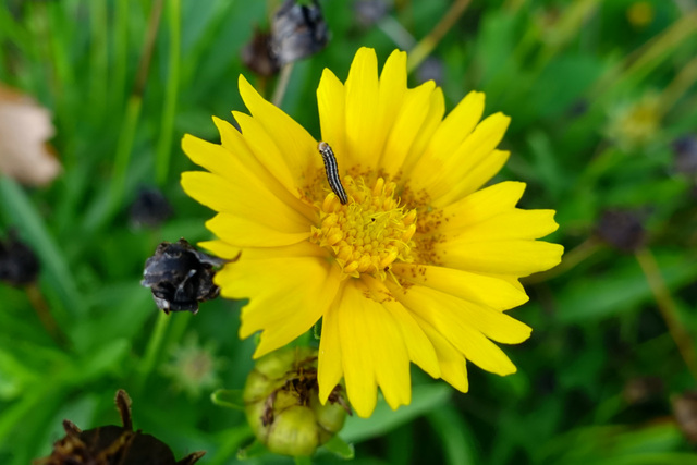 Coreopsis lanceolata
