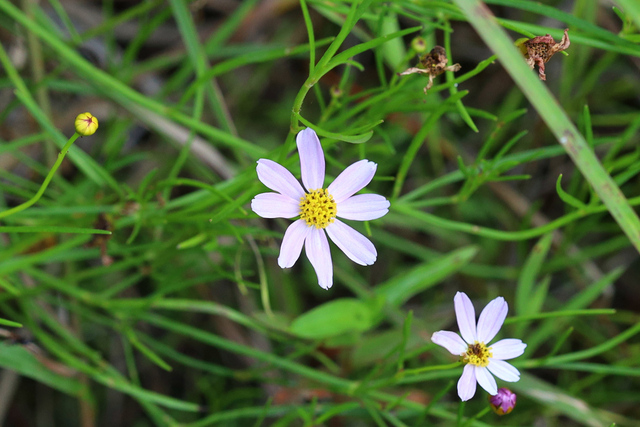 Coreopsis rosea