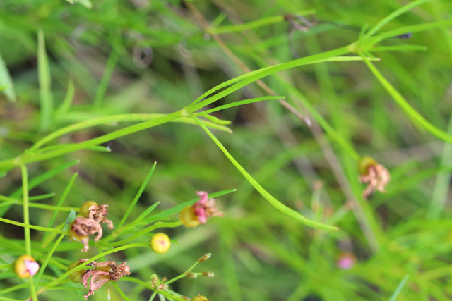 Coreopsis rosea - leaves