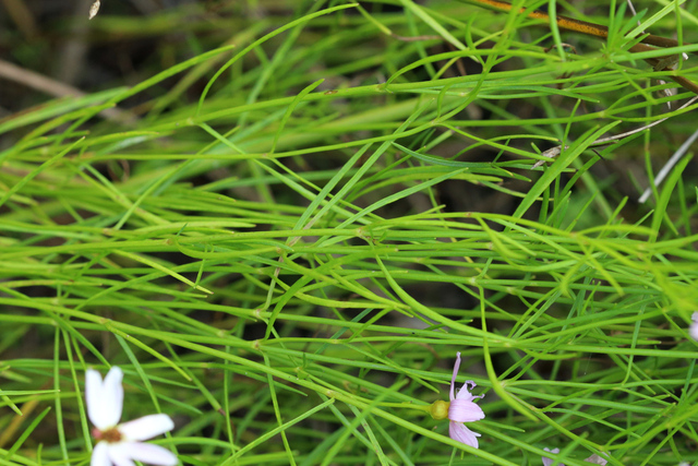 Coreopsis rosea - leaves