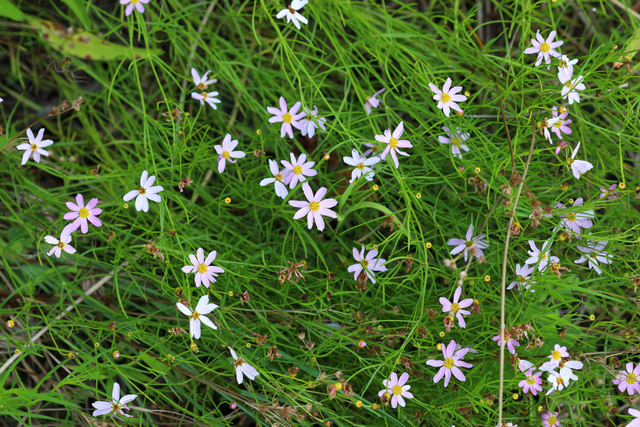 Coreopsis rosea - plants