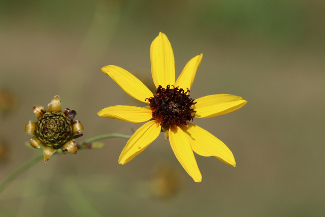 Coreopsis tripteris