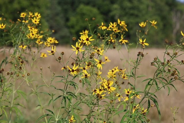 Coreopsis tripteris