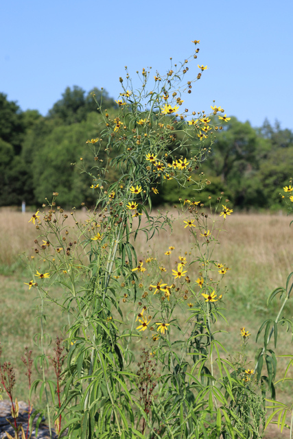 Coreopsis tripteris - plants