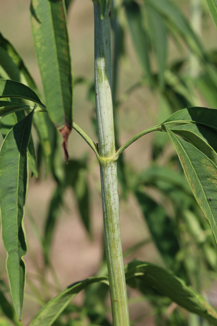 Coreopsis tripteris - stem