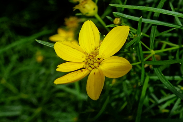 Coreopsis verticillata