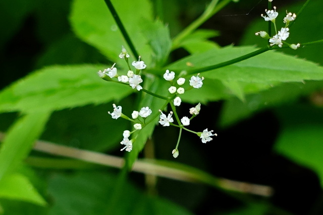 Cryptotaenia canadensis