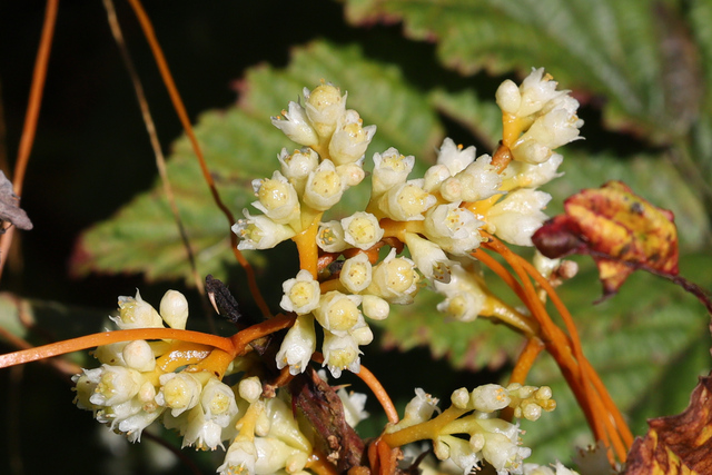 Cuscuta gronovii