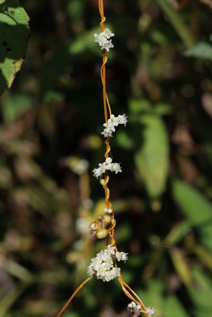 Cuscuta gronovii - plant
