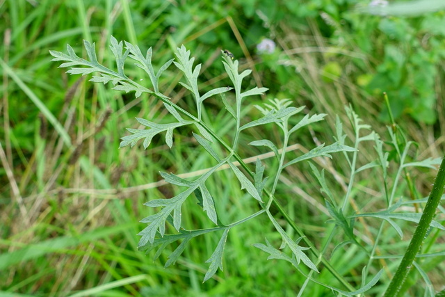 Daucus carota - leaves