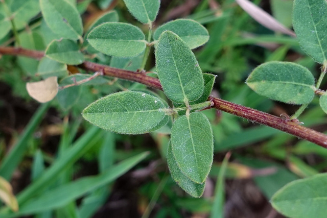 Desmodium ciliare - leaves