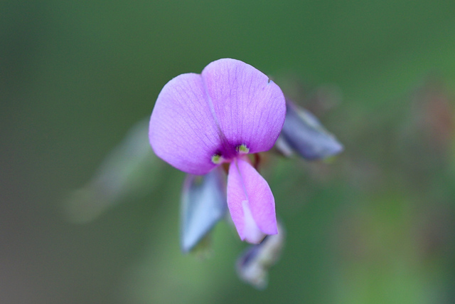 Desmodium glabellum