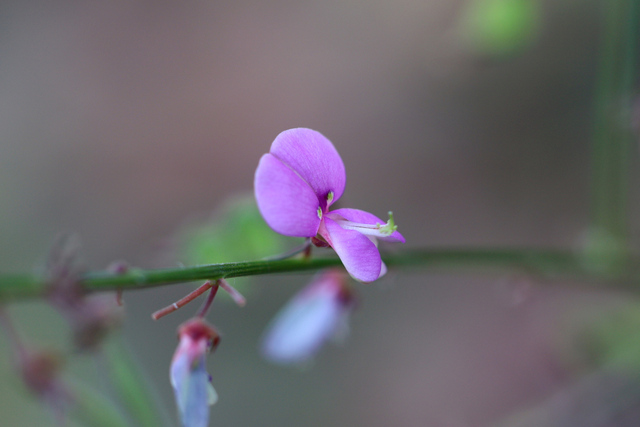 Desmodium glabellum