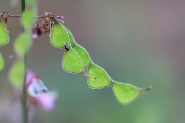 Desmodium glabellum - fruit