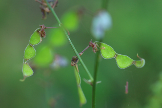 Desmodium glabellum - fruit