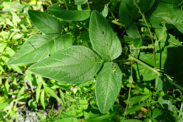 Desmodium glabellum - leaves