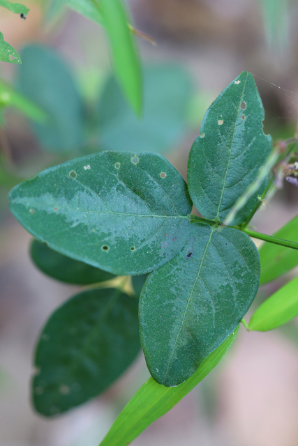 Desmodium glabellum - leaves