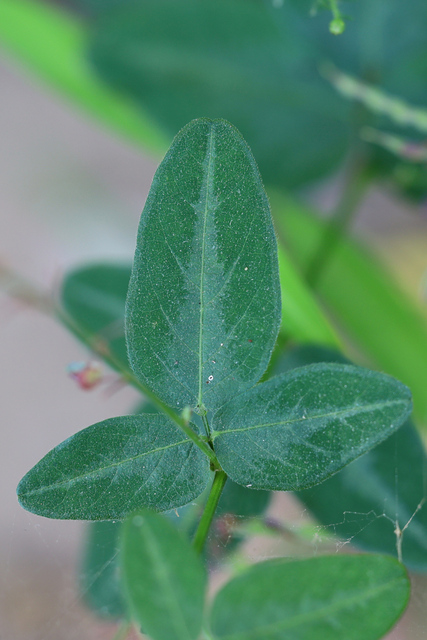 Desmodium glabellum - leaves