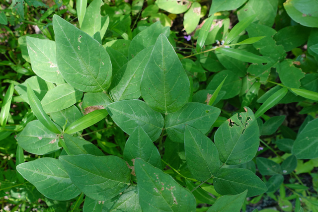 Desmodium glabellum - leaves