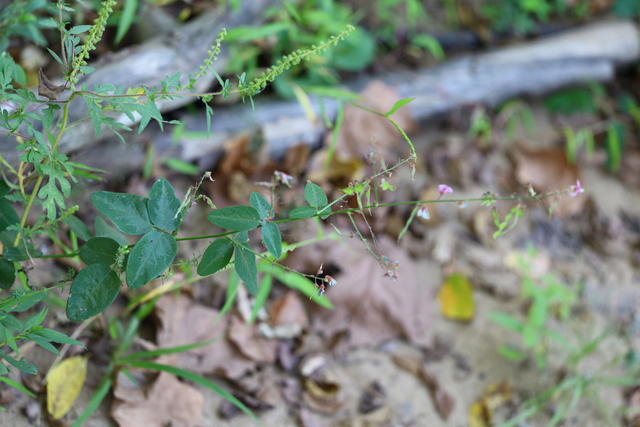 Desmodium glabellum - plant