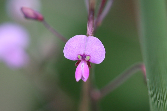 Desmodium marilandicum