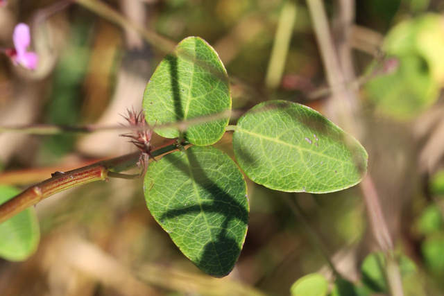 Desmodium marilandicum - leaves