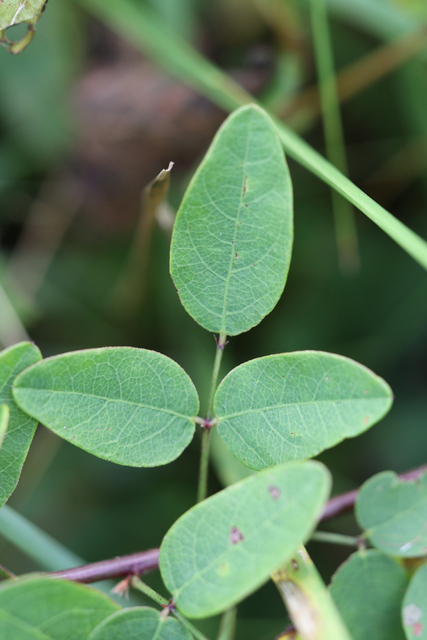 Desmodium marilandicum - leaves