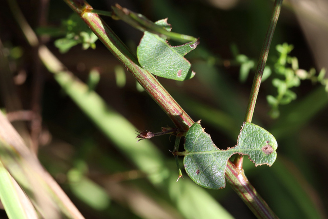Desmodium marilandicum - stem