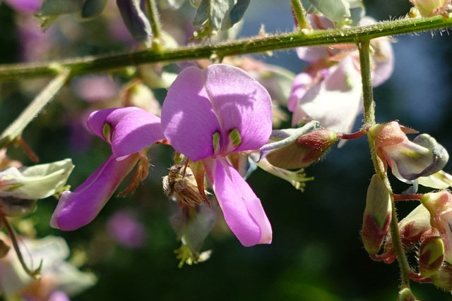 Desmodium nuttallii