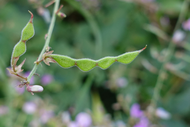 Desmodium nuttallii - fruit