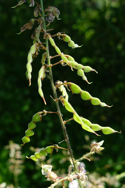 Desmodium nuttallii - fruit